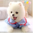 Pet cat dog clothes blue stripe small flying sleeve sequin strawberry shirt cute and comfortable Teddy little vest dog costume