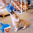 Dog toy molar bite resistant small and medium size tear resistant large dog big dog interactive bite resistant toy training toy