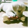 hoopet size head nylon bone solid color coated pet dog toy molar toy training interactive toy