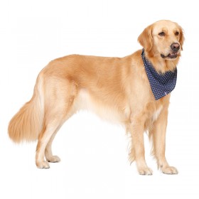 Japanese fresh pet dog dog triangle scarf saliva towel scarf large dog golden retriever big dog models dog jewelry